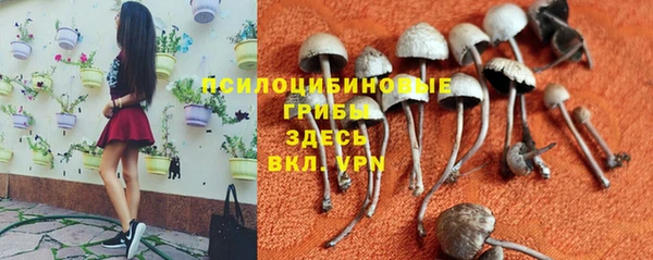 СК Зеленокумск