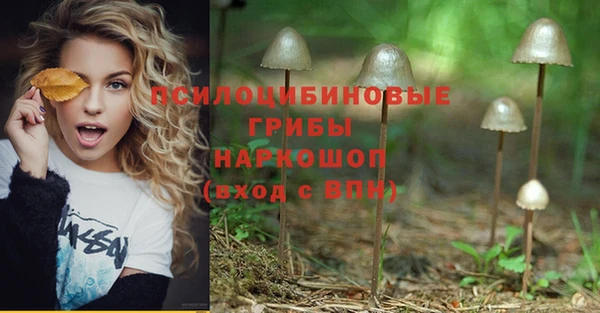 СК Зеленокумск